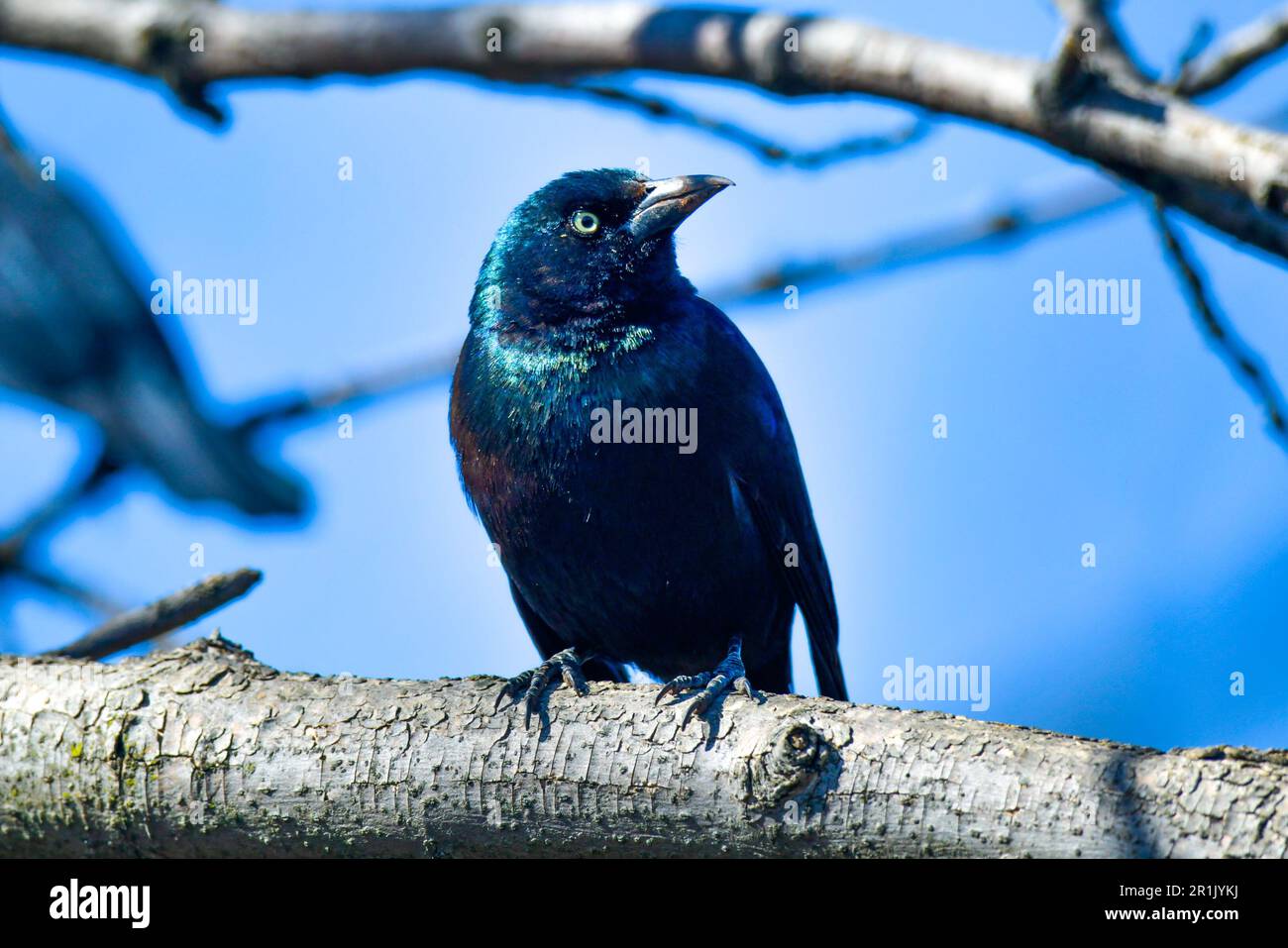 De Korte County Park Meadowlands New Jersey USA Foto Stock