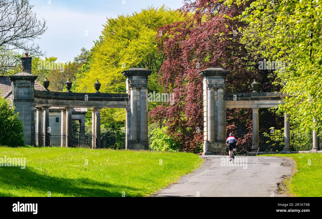 Ciclista in bicicletta attraverso i grandi pilastri del cancello d'ingresso e guida fino alla tenuta di campagna Hopetoun House, Scozia, Regno Unito Foto Stock