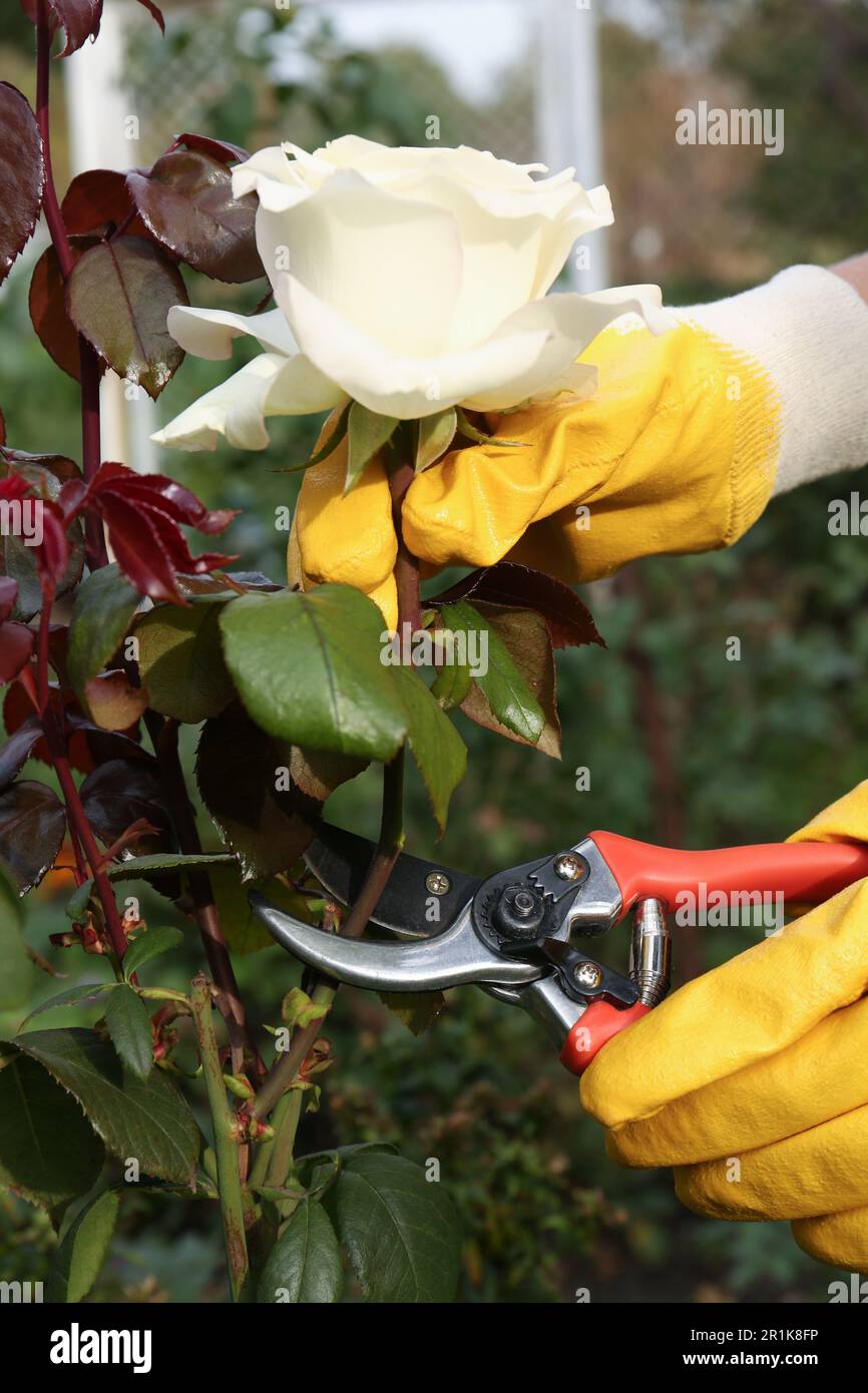 Donna che indossa guanti potatura gambo rosa da secateurs all'aperto, primo piano Foto Stock