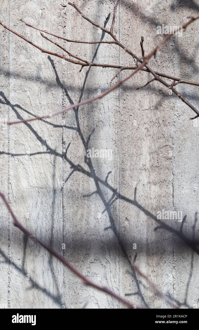 Vista frontale di una parete grigia in cemento, alcuni rami e le loro ombre. Sfondo astratto a trama full frame ad alta risoluzione. Spazio di copia. Foto Stock
