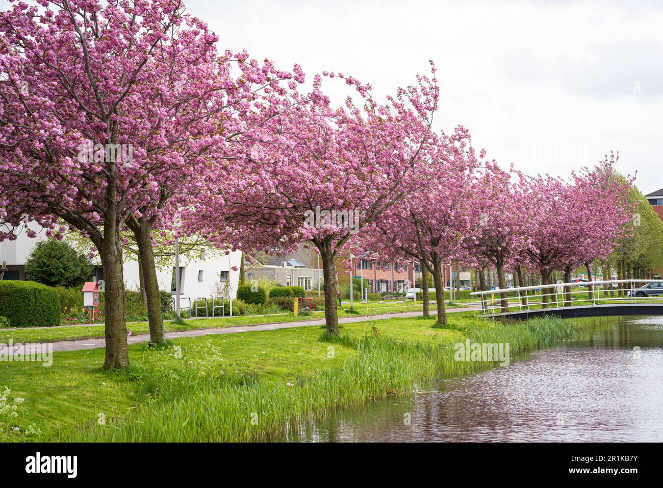 Fila di ciliegi ornamentali in fiore rosa (Prunus serrulata) lungo un canale Foto Stock