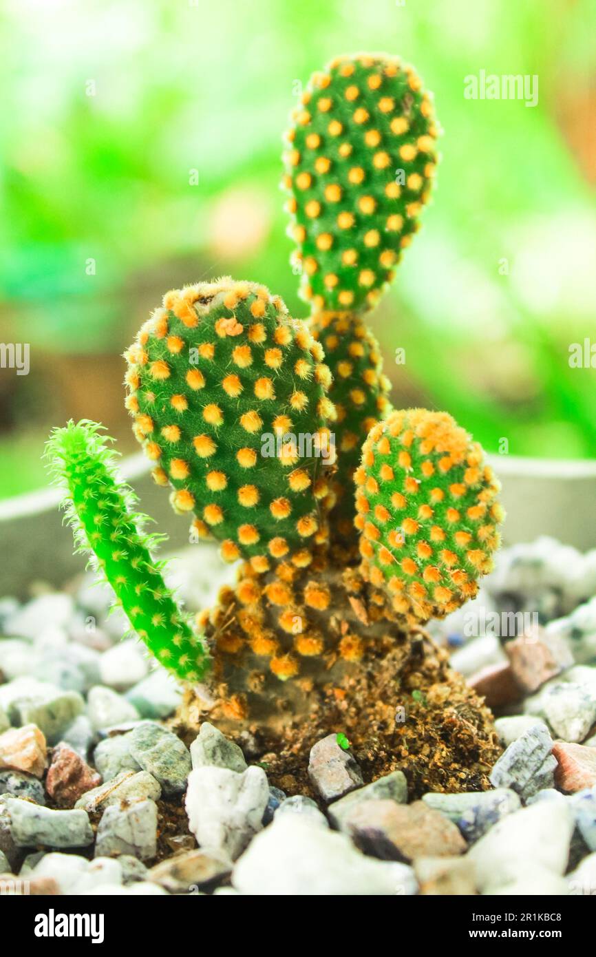 Bella pianta di cactus coniglietto in fondo sfocato. Opuntia microdasys cactus pianta isolata Foto Stock