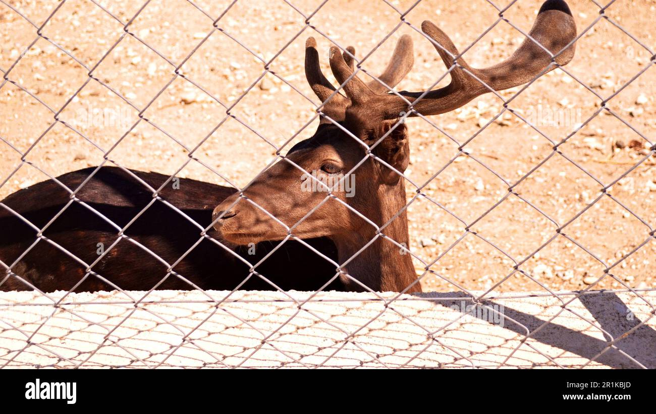 Primo piano di un muso di cervo con corna di velluto e carcassa marrone. Il cervo si trova dietro una rete metallica. Foto Stock