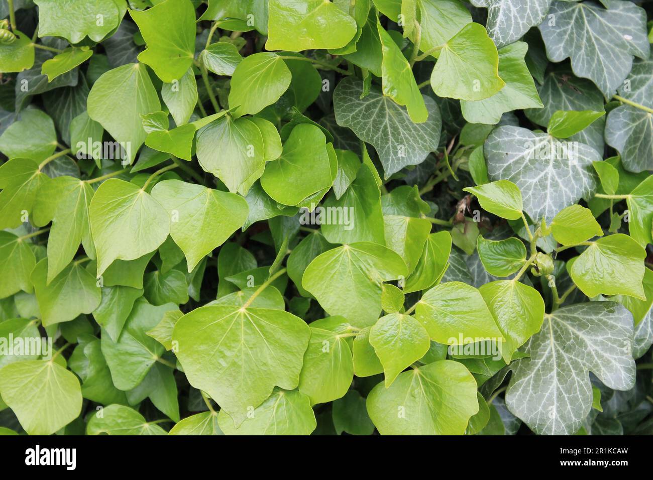 Un primo piano di Ivy lascia su un muro nel North Yorkshire UK Foto Stock