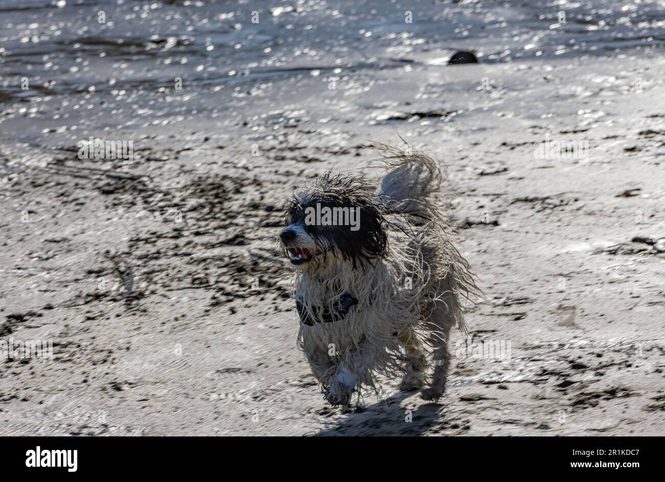 Croce di razza terrier sulla spiaggia Foto Stock