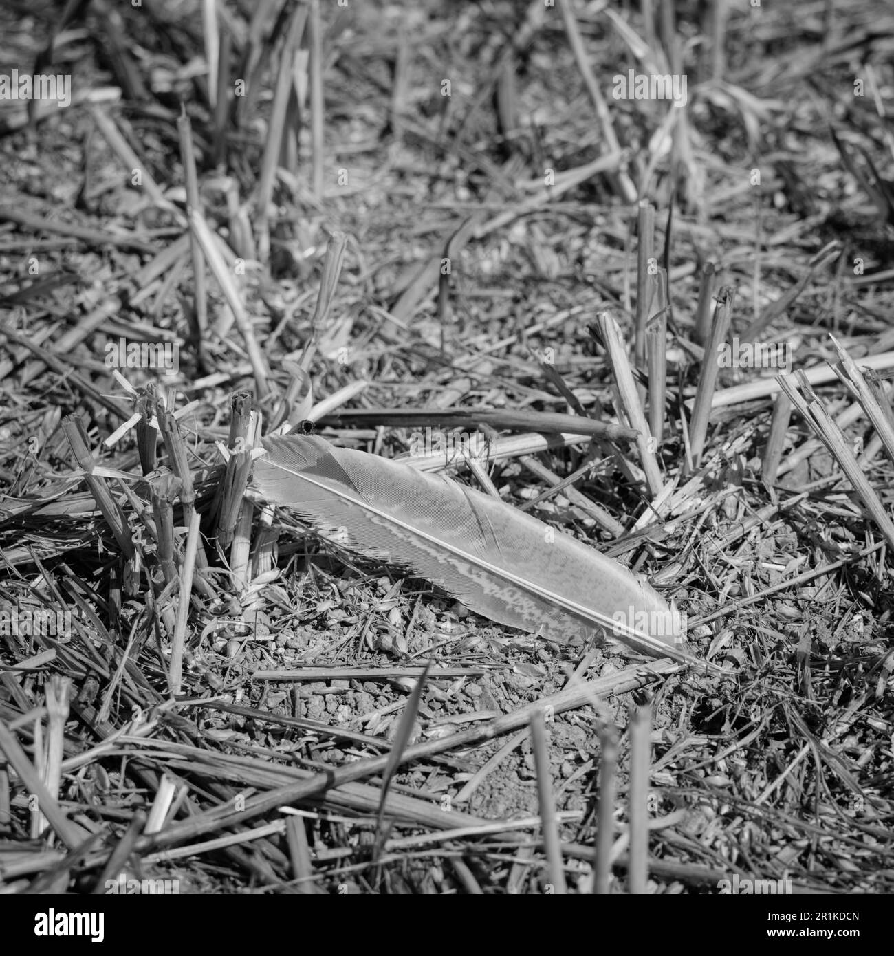 Colpo bianco-nero di piuma isolata che è caduto tra la stoppia di grano in un campo recentemente raccolto. Per isolamento, delicato, vista sulla campagna. Foto Stock