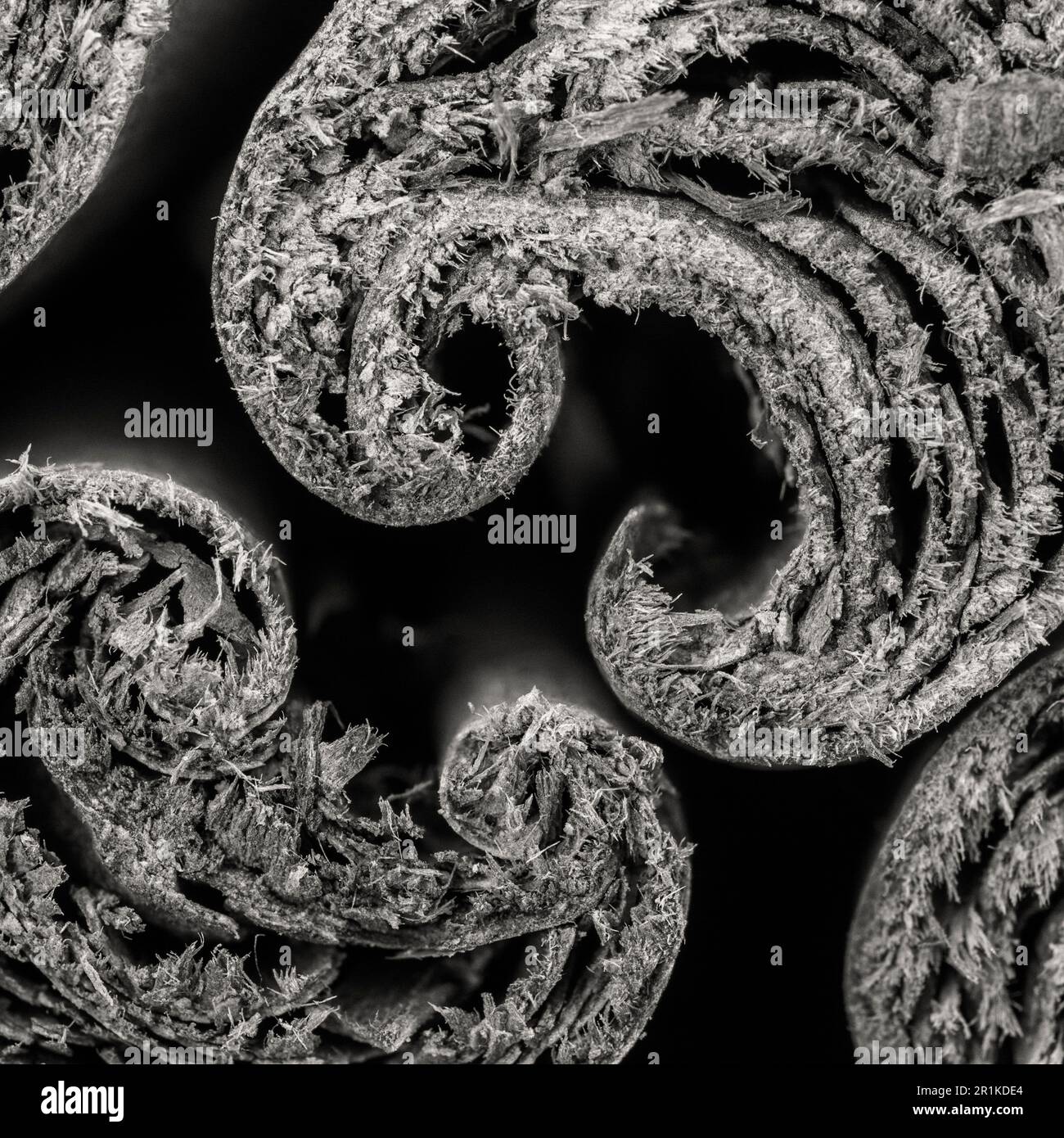Immagine bianco-nero di cannella arrotolata o arricciata / corteccia verum Cinnamomum dall'albero delle spezie cresciuto in Sri Lanka / Ceylon. Ha molti benefici per la salute. Foto Stock