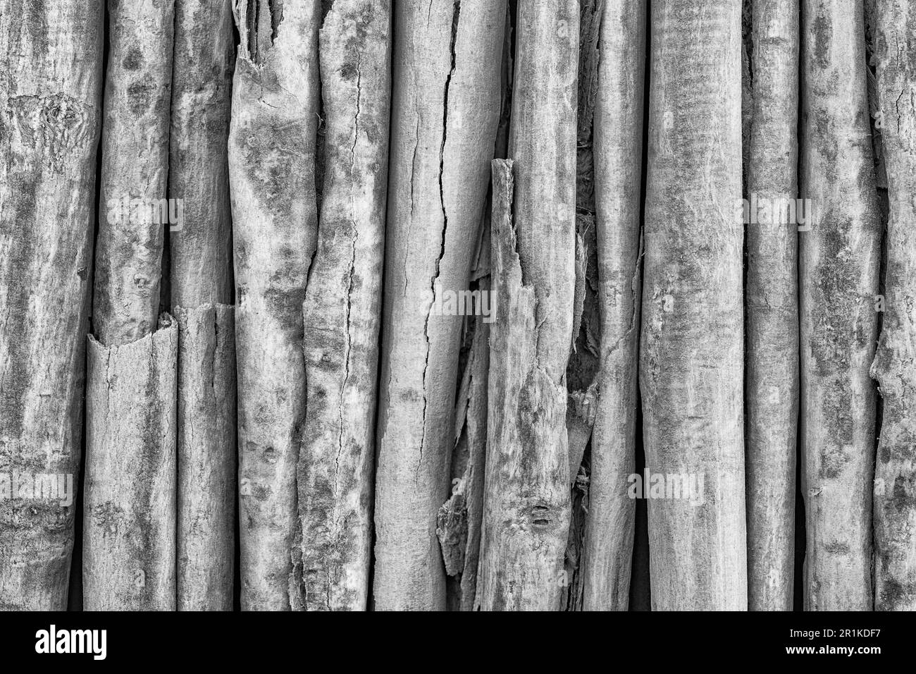 Immagine bianco-nero di cannella arrotolata o arricciata / corteccia verum Cinnamomum dall'albero delle spezie cresciuto in Sri Lanka / Ceylon. Ha molti benefici per la salute. Foto Stock