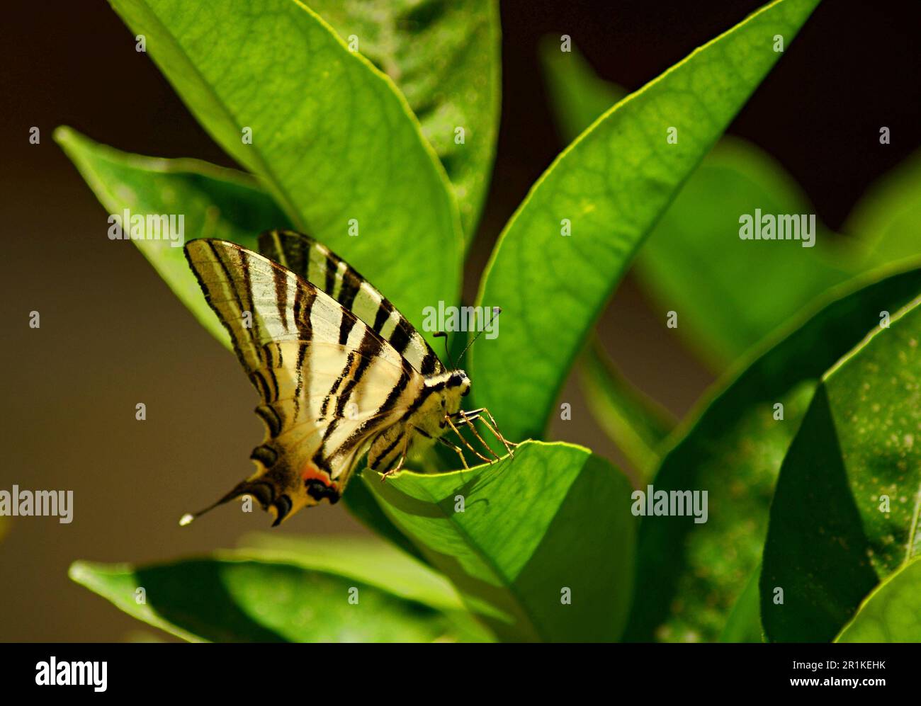 Una farfalla bianca e nera siede su un ramo dell'albero sotto i raggi del sole. Le foglie verdi dell'albero brillano al sole. Foto Stock