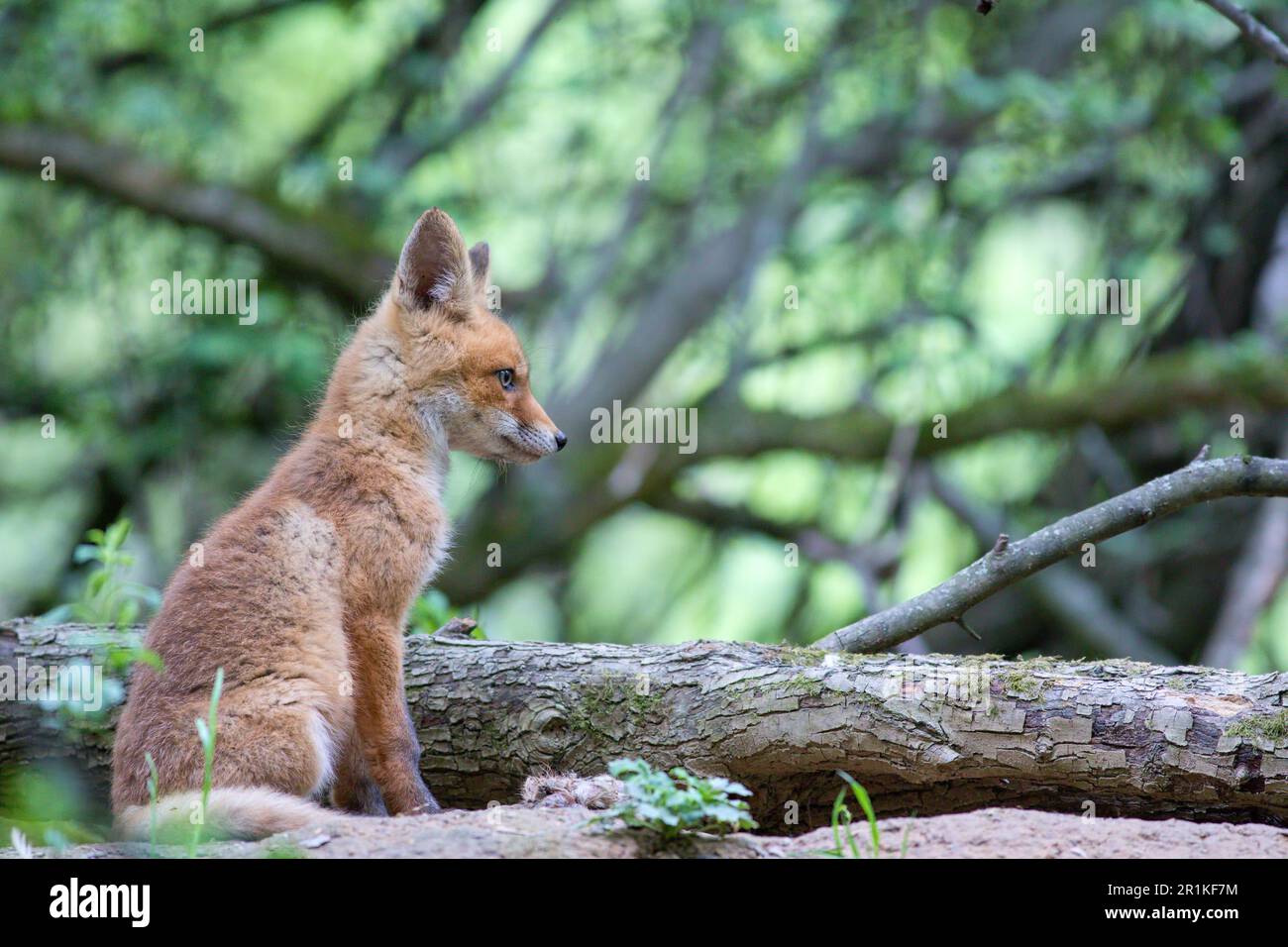 Curioso kit di volpe rossa (Vulpes vulpes) seduto vicino alla sua sepoltura accanto a un ceppo osservando i dintorni, i resti di un cervo gamba dalle sue zampe Foto Stock