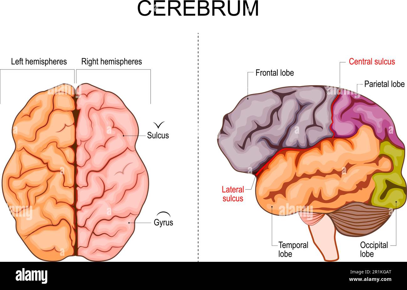 Struttura cerebrale umana. Emisferi e lobi della corteccia cerebrale. lobi frontali, temporali, occipitali e parietali. vista laterale e superiore Illustrazione Vettoriale