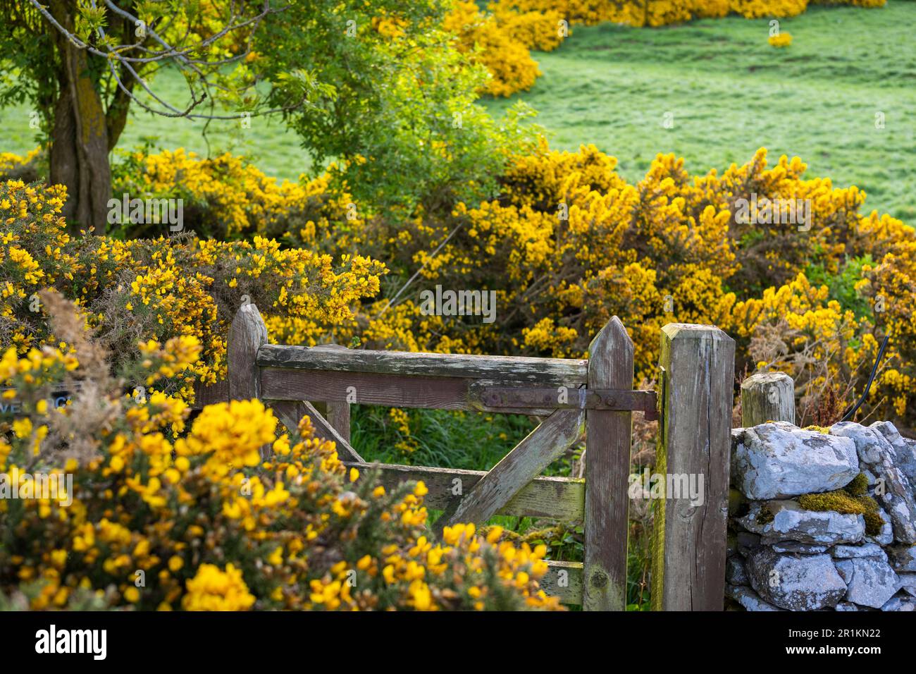 Scott's View, Scottish Borders, Scotland, UK. 14th maggio 2023. Meteo, paesaggio. Un cancello di legno, con un cartello di avvertimento di bestiame su di esso, circondato da gola gialla. Picture Credit: phil wilkinson/Alamy Live News Foto Stock