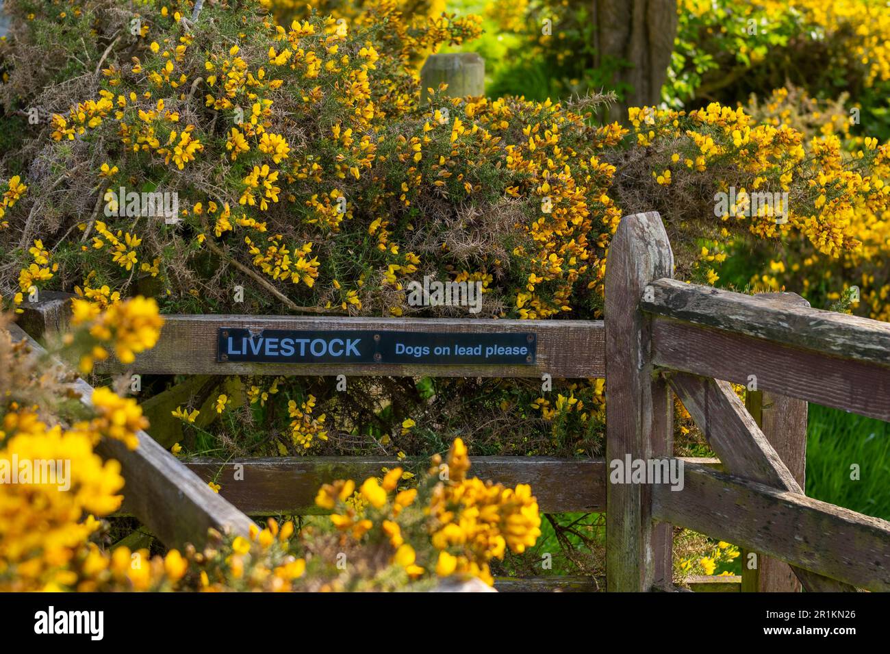 Scott's View, Scottish Borders, Scotland, UK. 14th maggio 2023. Meteo, paesaggio. Un cancello di legno, con un cartello di avvertimento di bestiame su di esso, circondato da gola gialla. Picture Credit: phil wilkinson/Alamy Live News Foto Stock