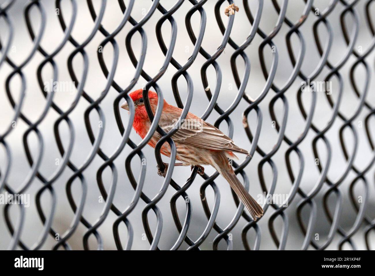 Un Finch Casa (Haemorhous mexicanus) arroccato in modo sordo su una recinzione di maglia di catena Foto Stock