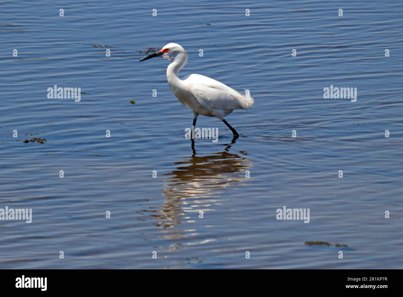 Un Egret pupazzo di neve che cammina in acqua alla ricerca di cibo Foto Stock