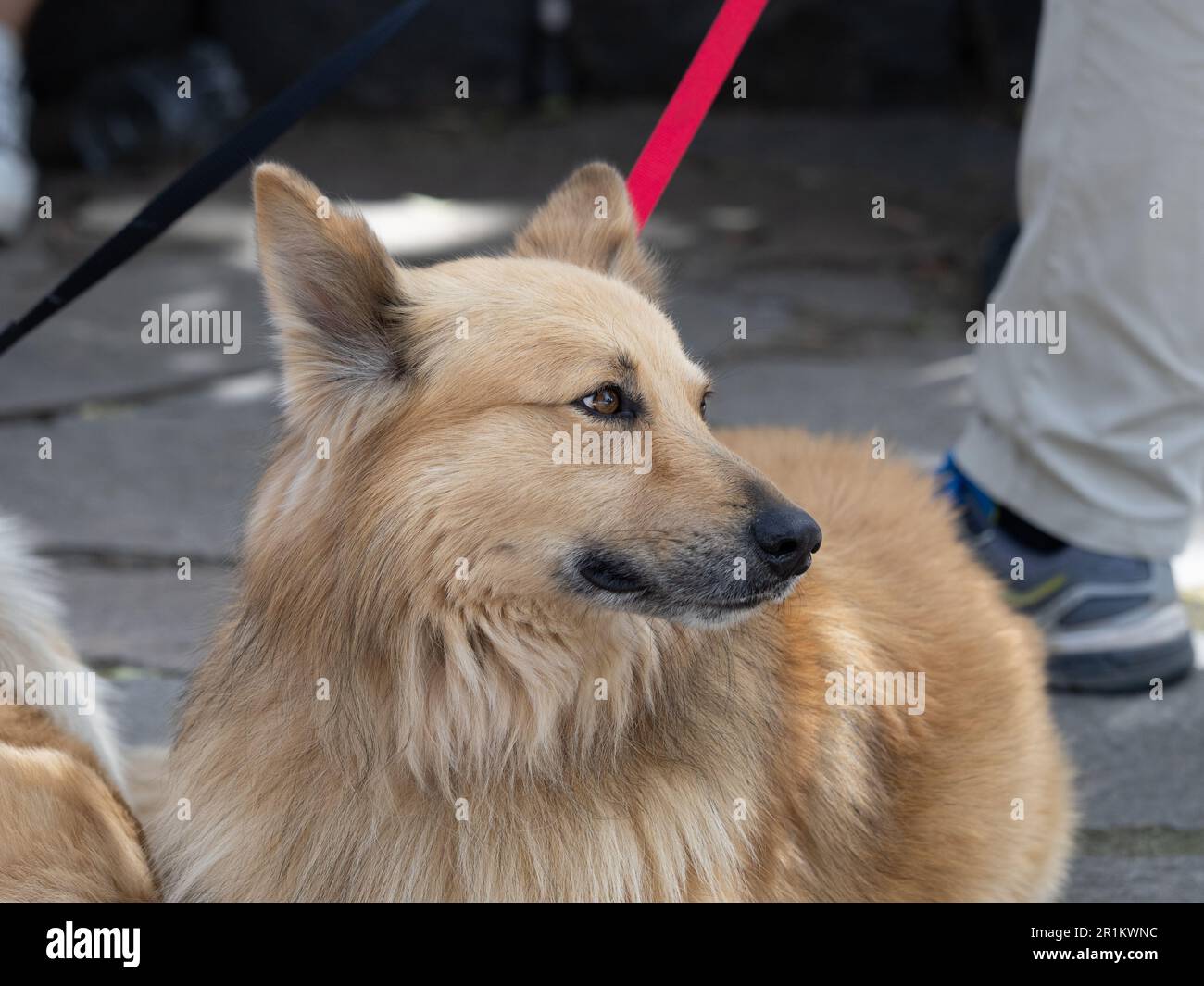 Razza spagnola del cane da pastore Garafiano e razza nativa dell'isola di la Palma nell'isola delle Canarie Foto Stock