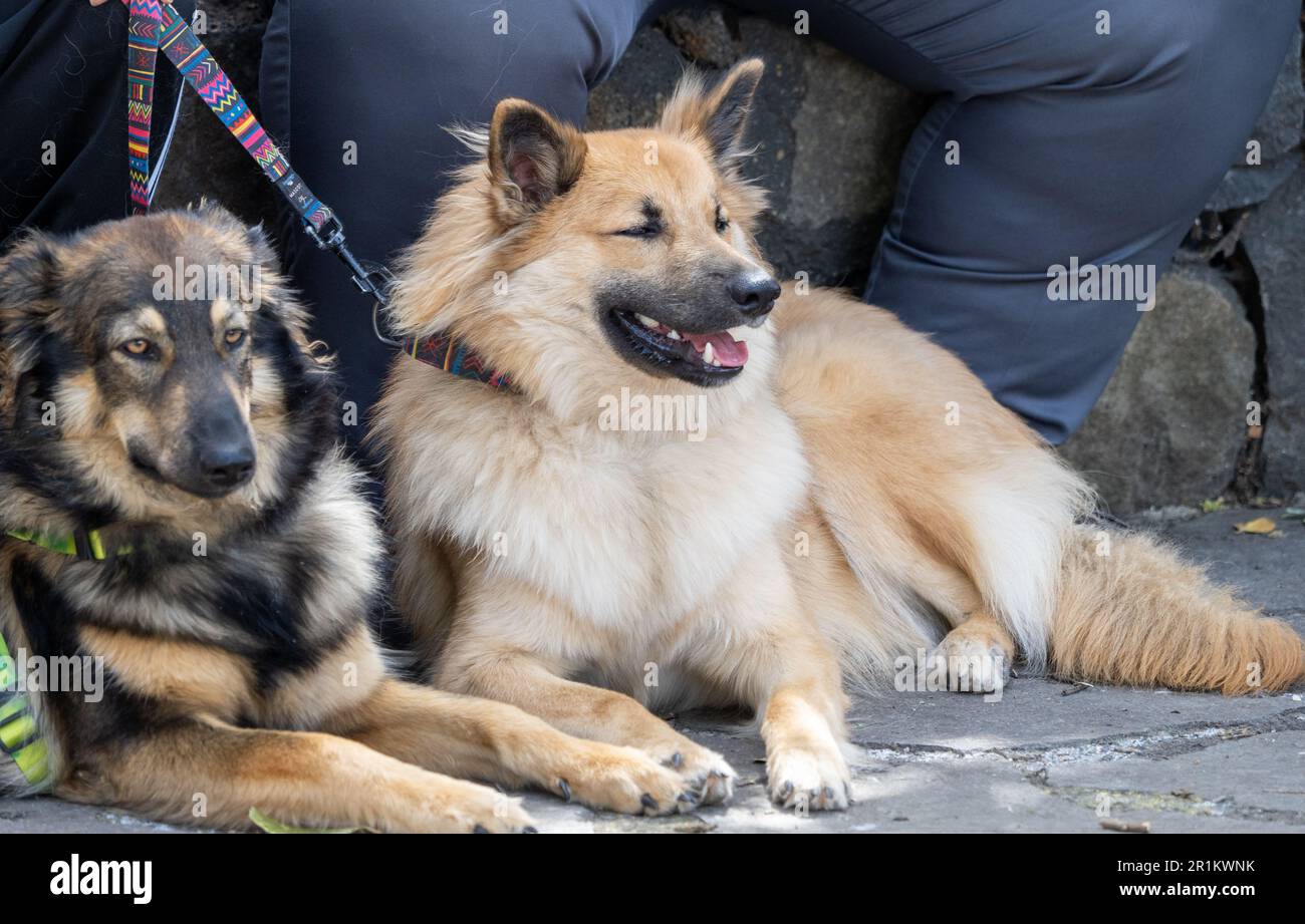 Razza spagnola del cane da pastore Garafiano e razza nativa dell'isola di la Palma nell'isola delle Canarie Foto Stock
