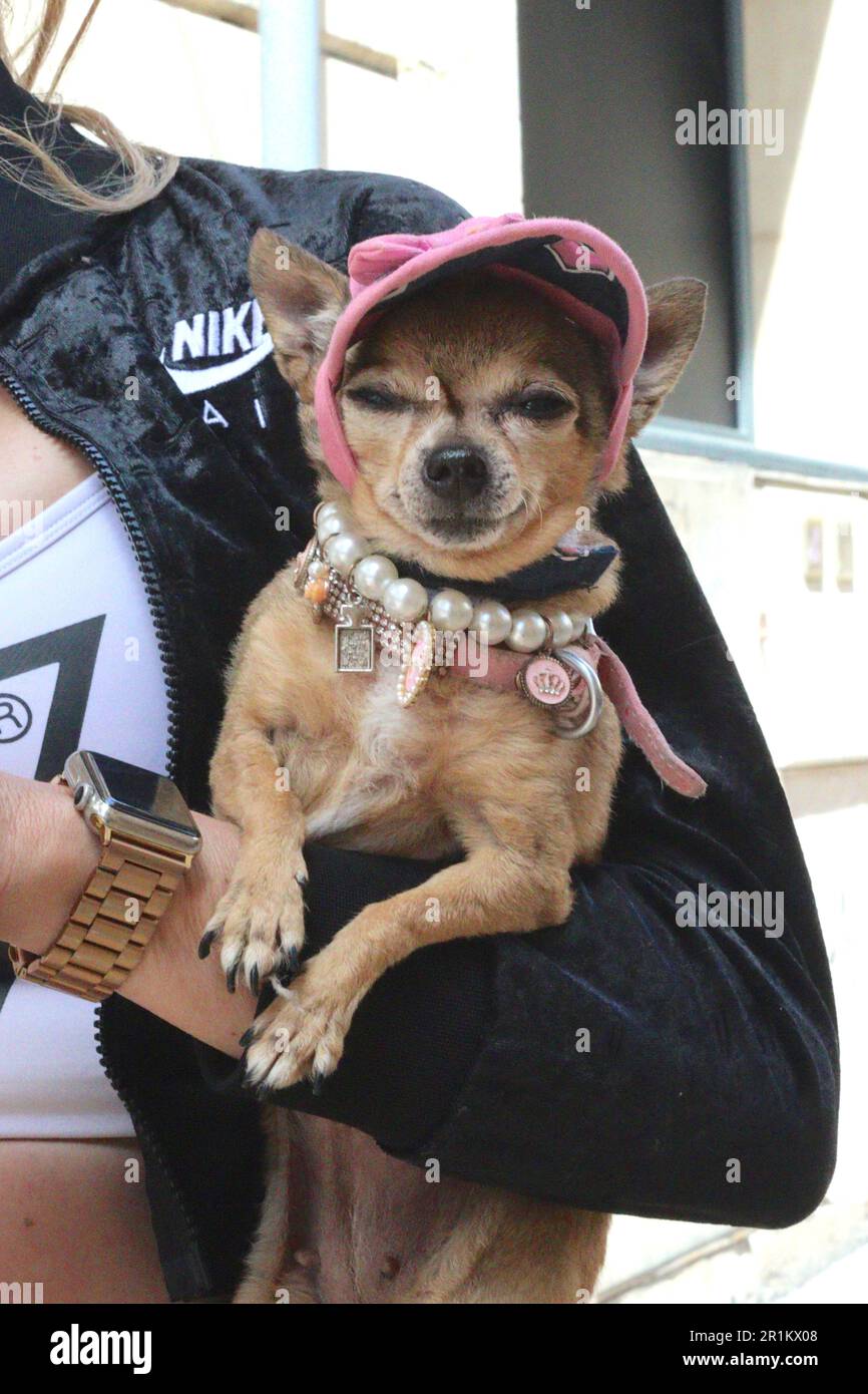 Collana Con Ciondolo Chihuahua In Acrilico Colorato: Gioiello DUOWEI Regalo Per Amanti Dei Cani
