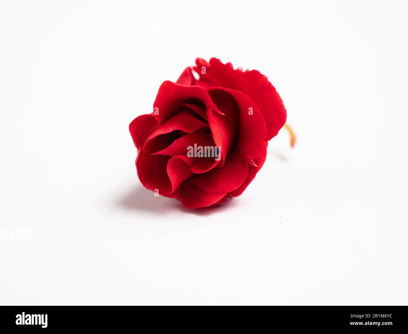 Impatiens balsamina, comunemente noto come balsamo, balsamo da giardino, balsamo di rosa, touch-me-not o snapweed macchiato, è una specie di pianta originaria dell'India e. Foto Stock