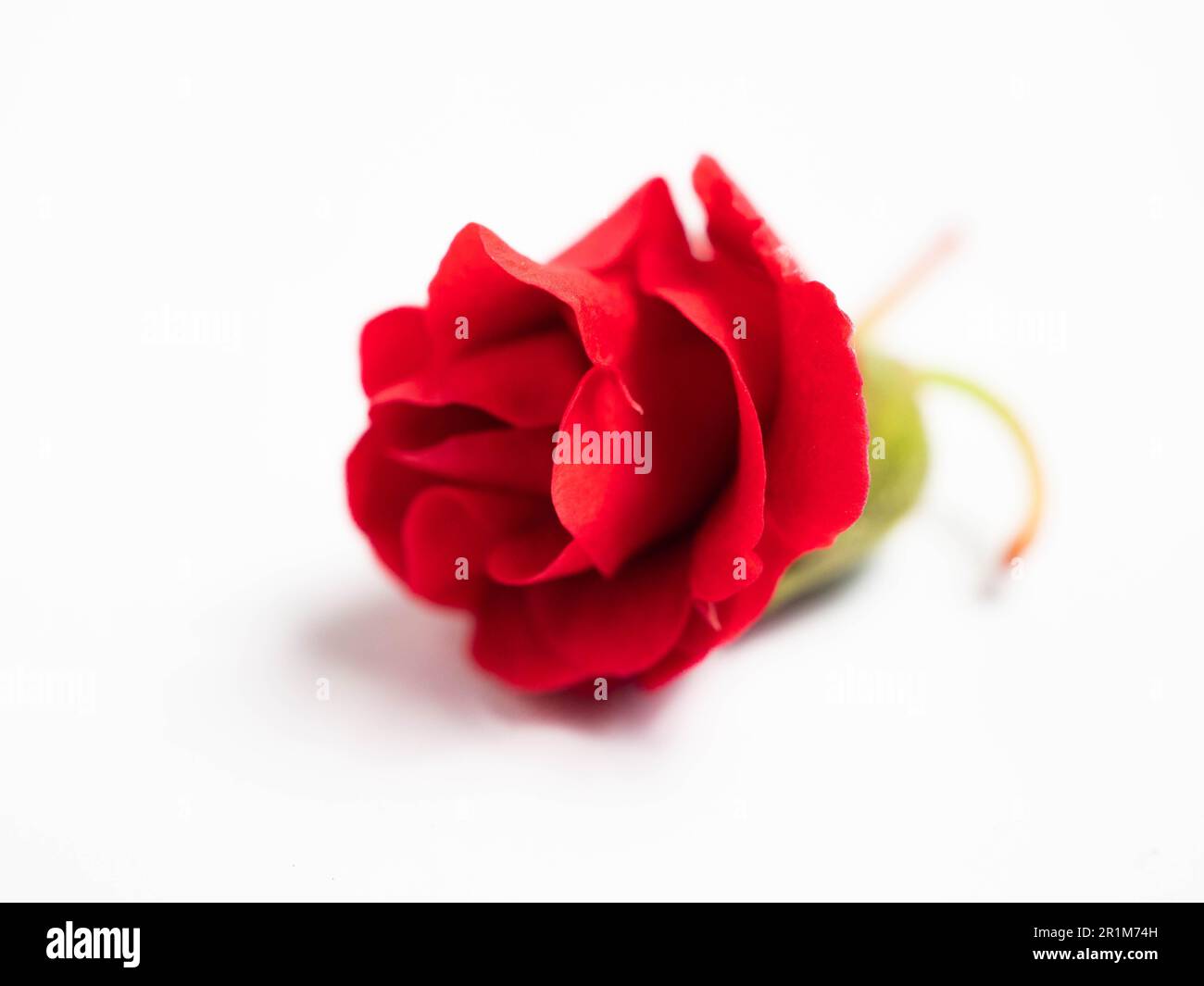 Impatiens balsamina, comunemente noto come balsamo, balsamo da giardino, balsamo di rosa, touch-me-not o snapweed macchiato, è una specie di pianta originaria dell'India e. Foto Stock