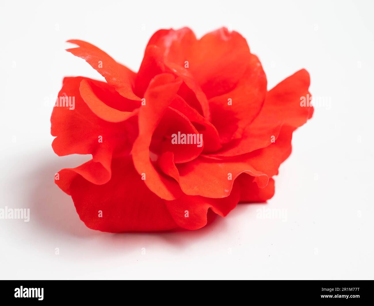 Impatiens balsamina, comunemente noto come balsamo, balsamo da giardino, balsamo di rosa, touch-me-not o snapweed macchiato, è una specie di pianta originaria dell'India e. Foto Stock