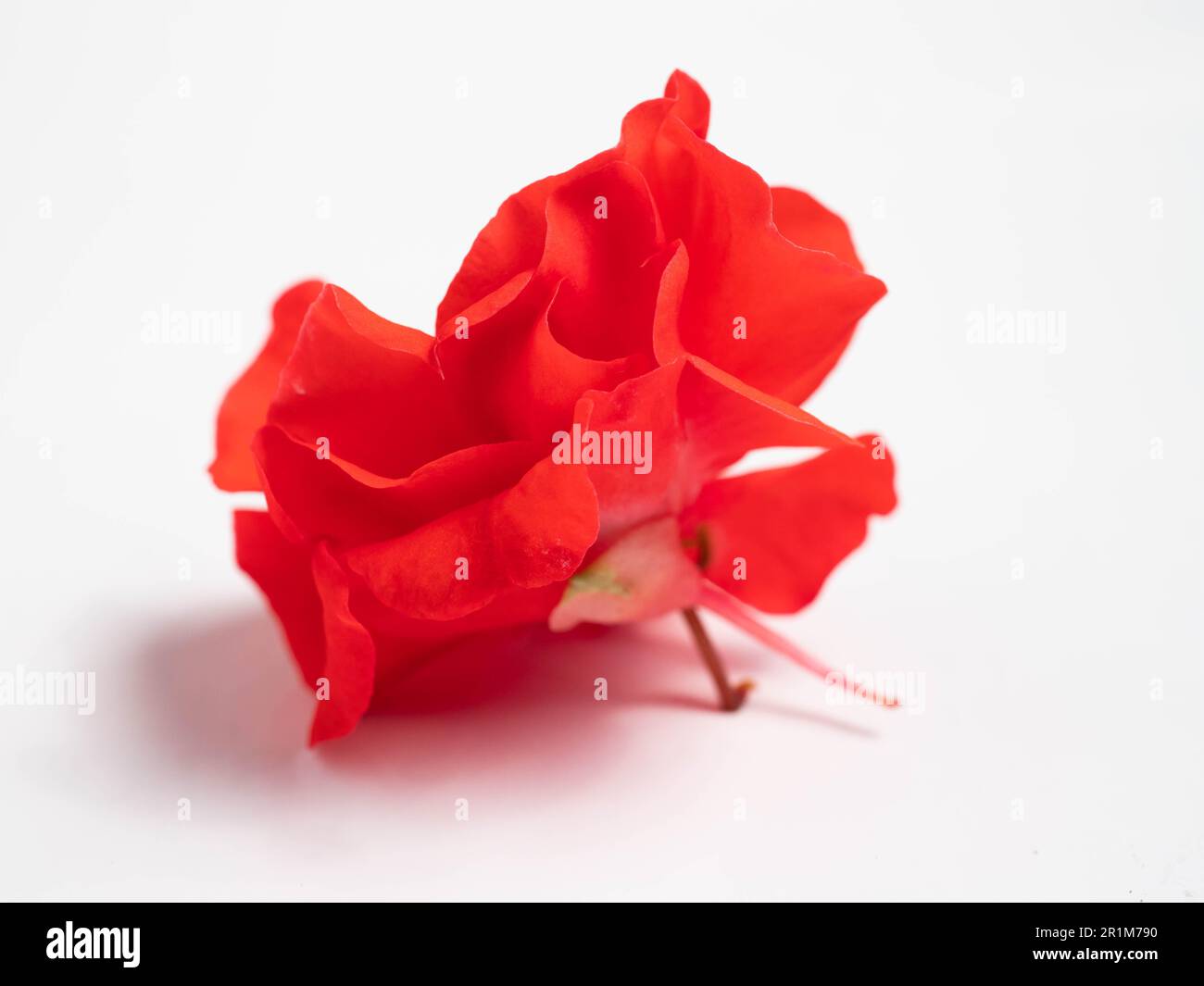 Impatiens balsamina, comunemente noto come balsamo, balsamo da giardino, balsamo di rosa, touch-me-not o snapweed macchiato, è una specie di pianta originaria dell'India e. Foto Stock