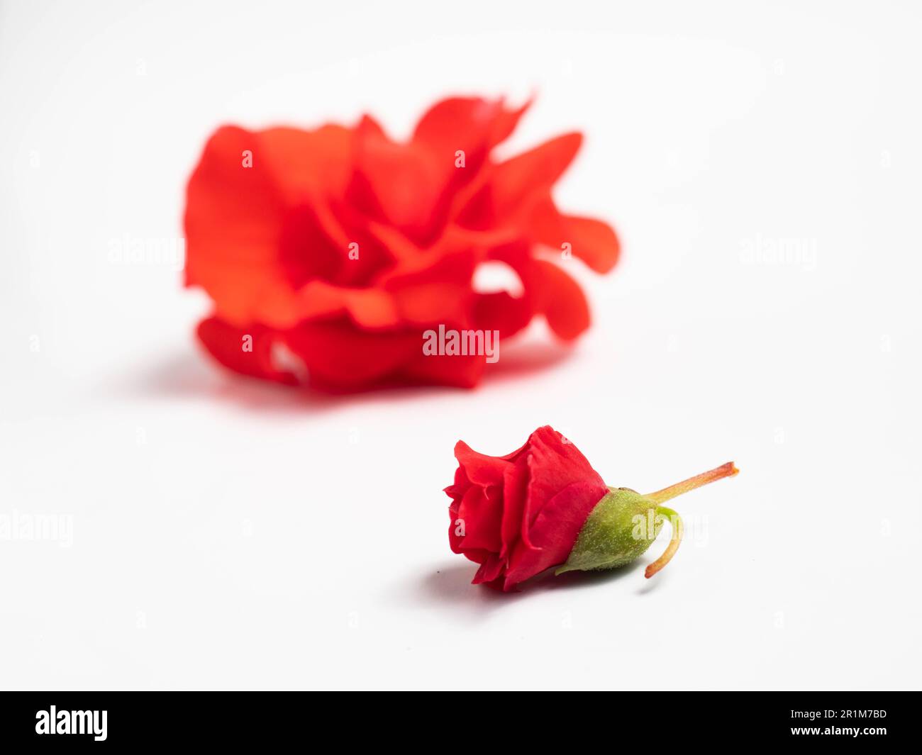 Impatiens balsamina, comunemente noto come balsamo, balsamo da giardino, balsamo di rosa, touch-me-not o snapweed macchiato, è una specie di pianta originaria dell'India e. Foto Stock