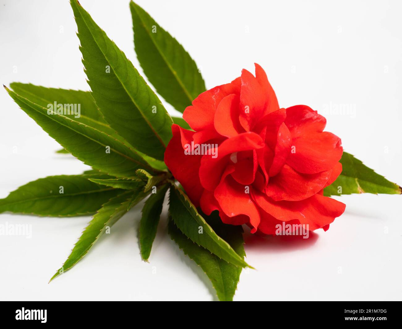 Impatiens balsamina, comunemente noto come balsamo, balsamo da giardino, balsamo di rosa, touch-me-not o snapweed macchiato, è una specie di pianta originaria dell'India e. Foto Stock