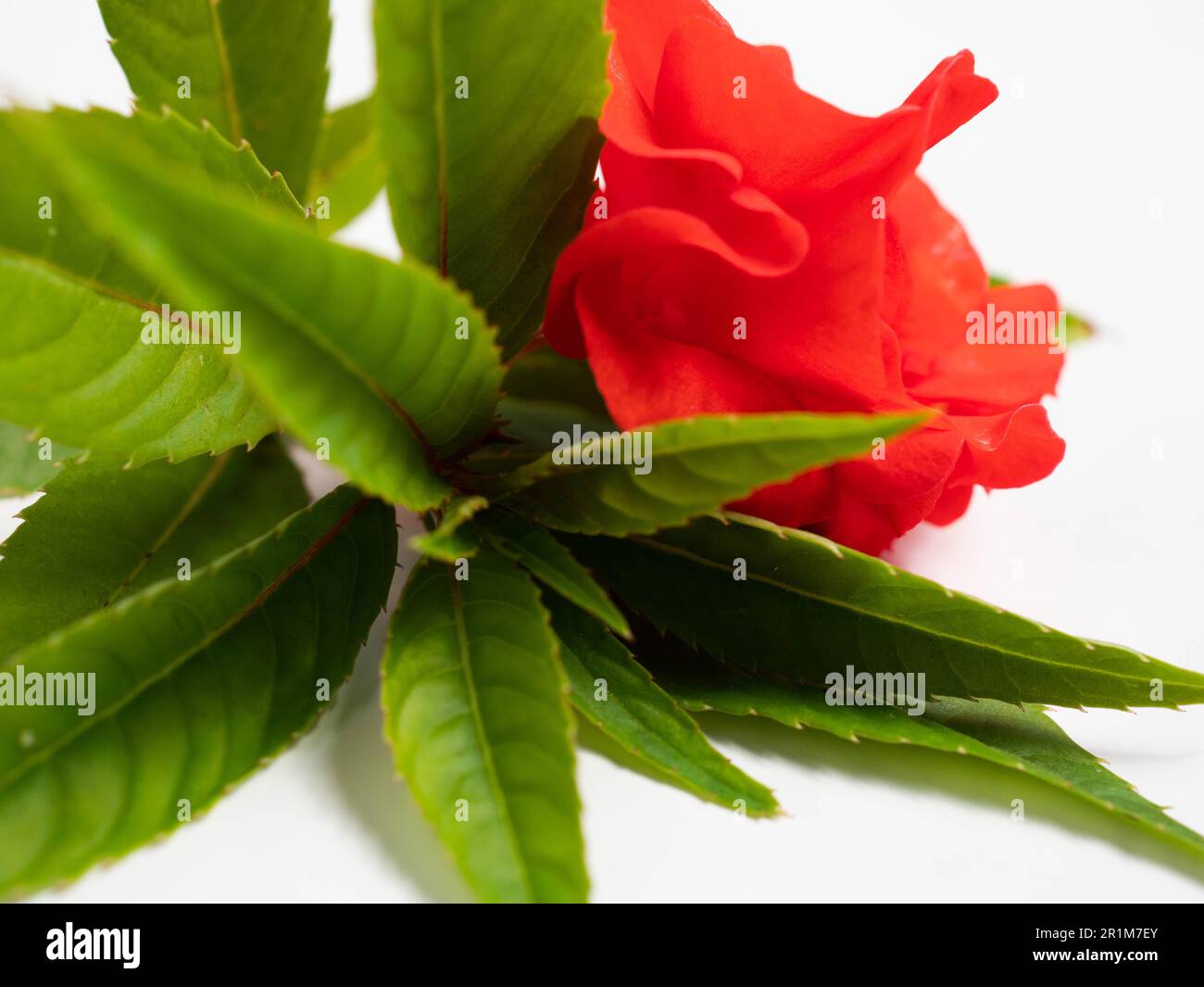 Impatiens balsamina, comunemente noto come balsamo, balsamo da giardino, balsamo di rosa, touch-me-not o snapweed macchiato, è una specie di pianta originaria dell'India e. Foto Stock