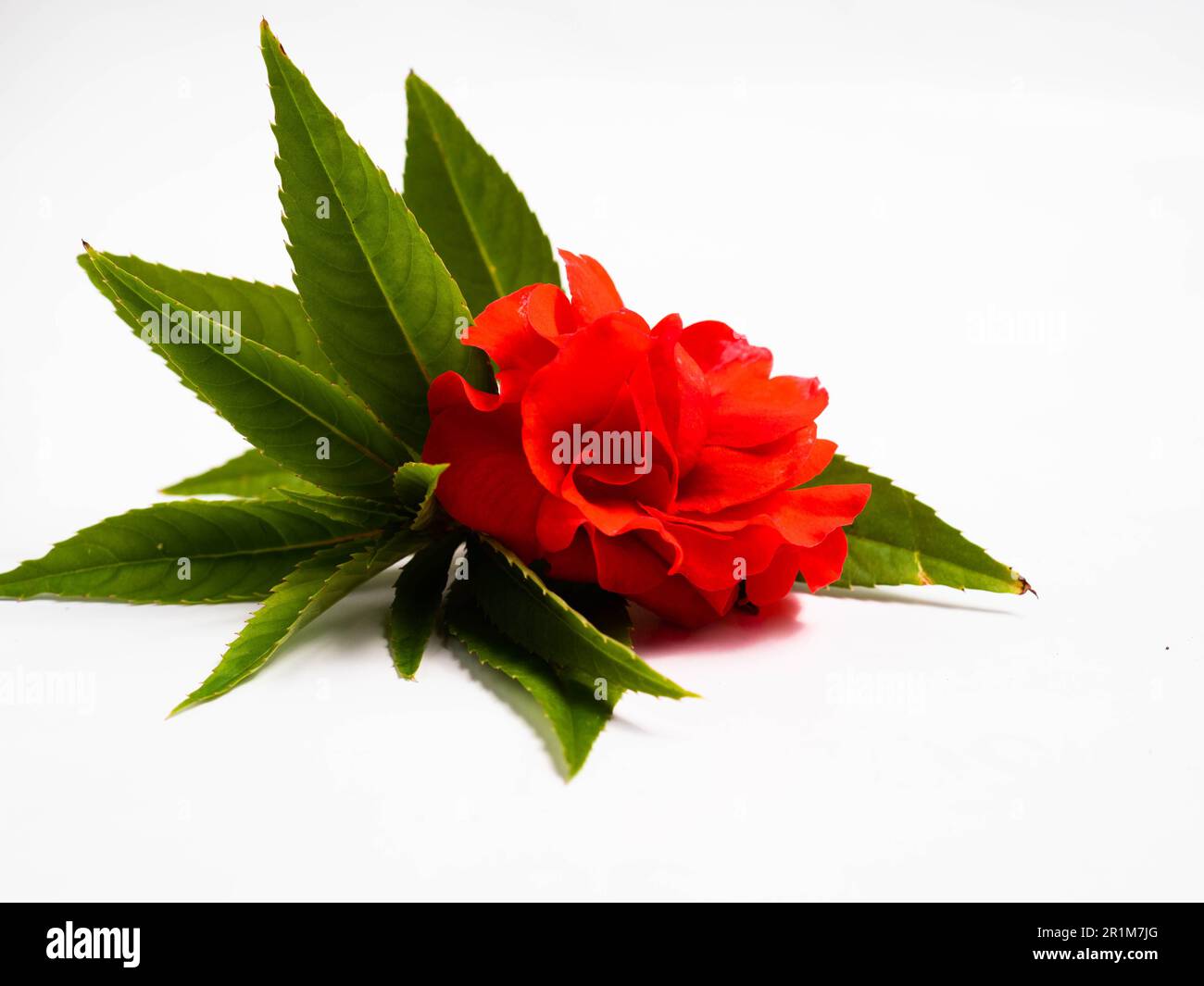 Impatiens balsamina, comunemente noto come balsamo, balsamo da giardino, balsamo di rosa, touch-me-not o snapweed macchiato, è una specie di pianta originaria dell'India e. Foto Stock