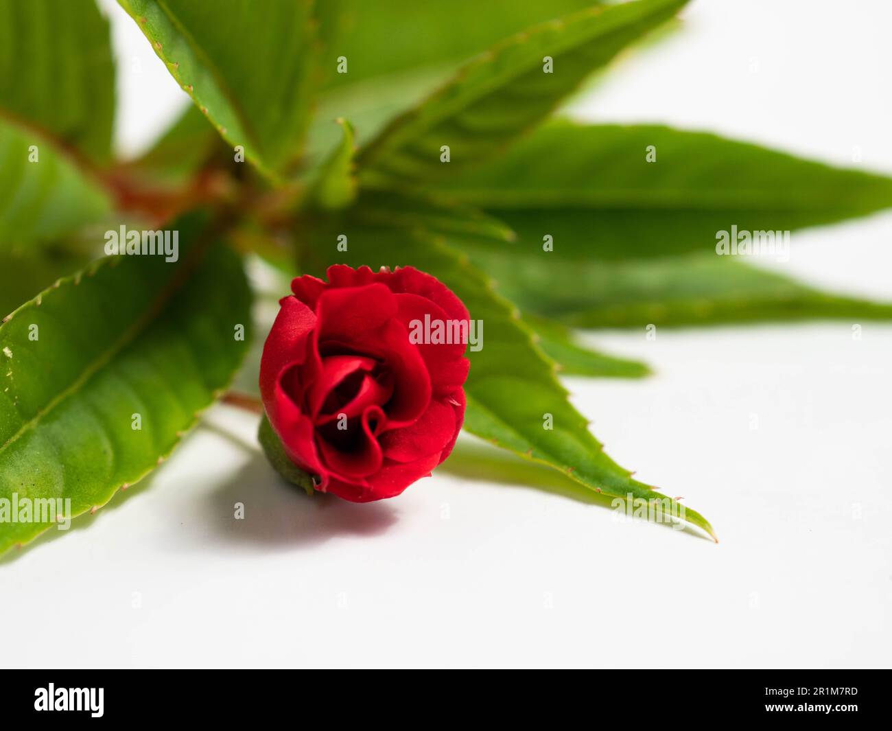 Impatiens balsamina, comunemente noto come balsamo, balsamo da giardino, balsamo di rosa, touch-me-not o snapweed macchiato, è una specie di pianta originaria dell'India e. Foto Stock