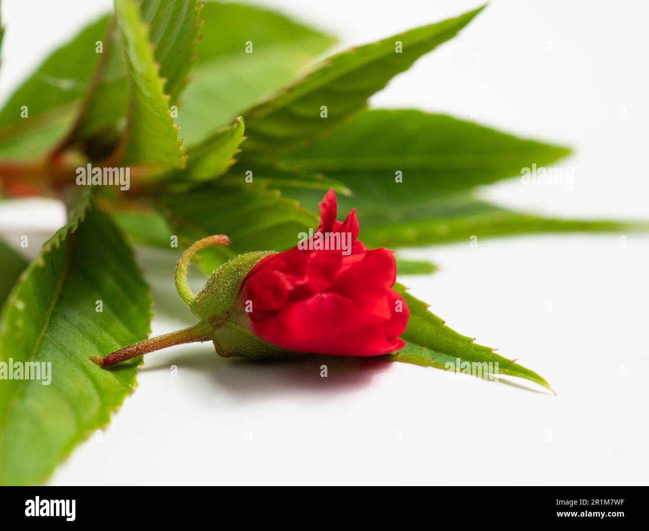 Impatiens balsamina, comunemente noto come balsamo, balsamo da giardino, balsamo di rosa, touch-me-not o snapweed macchiato, è una specie di pianta originaria dell'India e. Foto Stock
