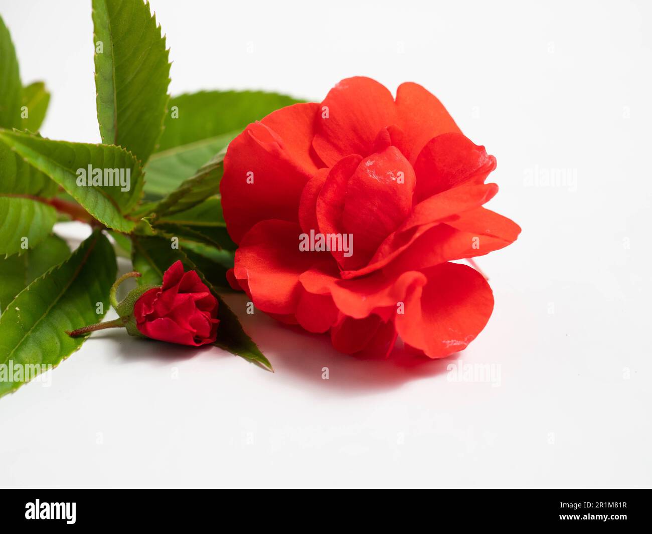 Impatiens balsamina, comunemente noto come balsamo, balsamo da giardino, balsamo di rosa, touch-me-not o snapweed macchiato, è una specie di pianta originaria dell'India e. Foto Stock