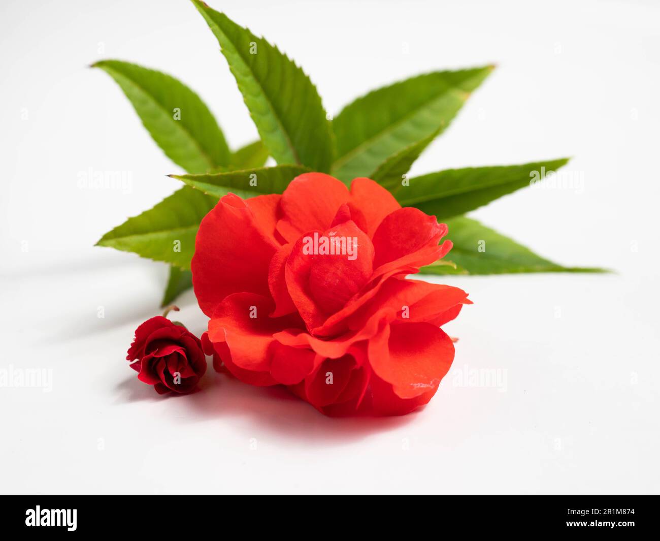 Impatiens balsamina, comunemente noto come balsamo, balsamo da giardino, balsamo di rosa, touch-me-not o snapweed macchiato, è una specie di pianta originaria dell'India e. Foto Stock