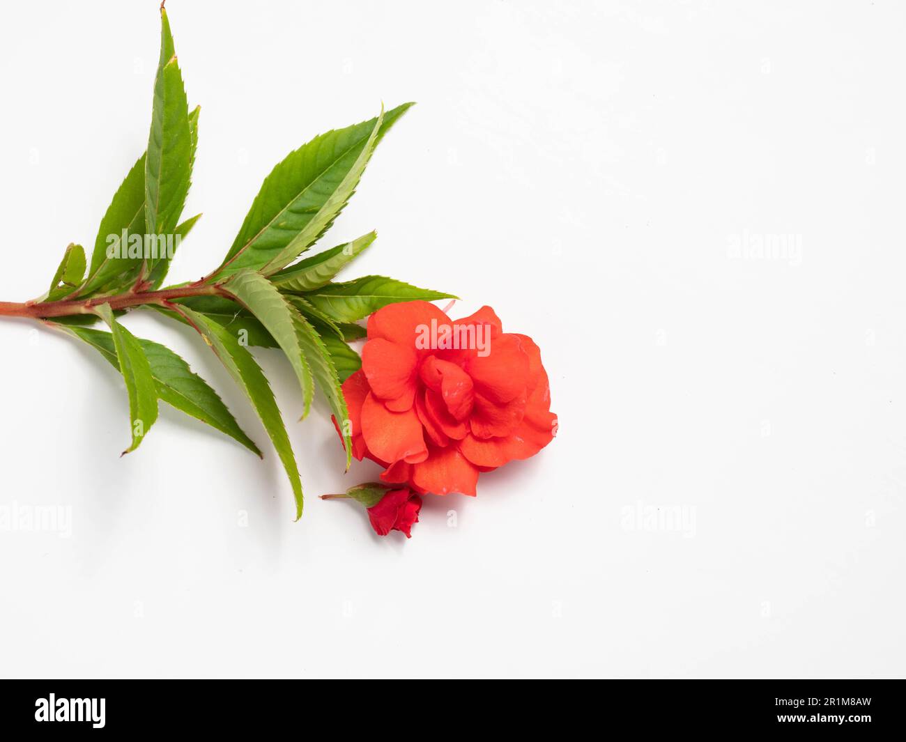 Impatiens balsamina, comunemente noto come balsamo, balsamo da giardino, balsamo di rosa, touch-me-not o snapweed macchiato, è una specie di pianta originaria dell'India e. Foto Stock