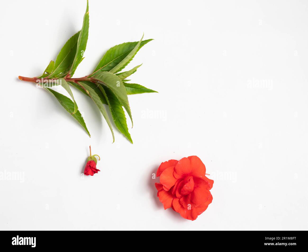 Impatiens balsamina, comunemente noto come balsamo, balsamo da giardino, balsamo di rosa, touch-me-not o snapweed macchiato, è una specie di pianta originaria dell'India e. Foto Stock