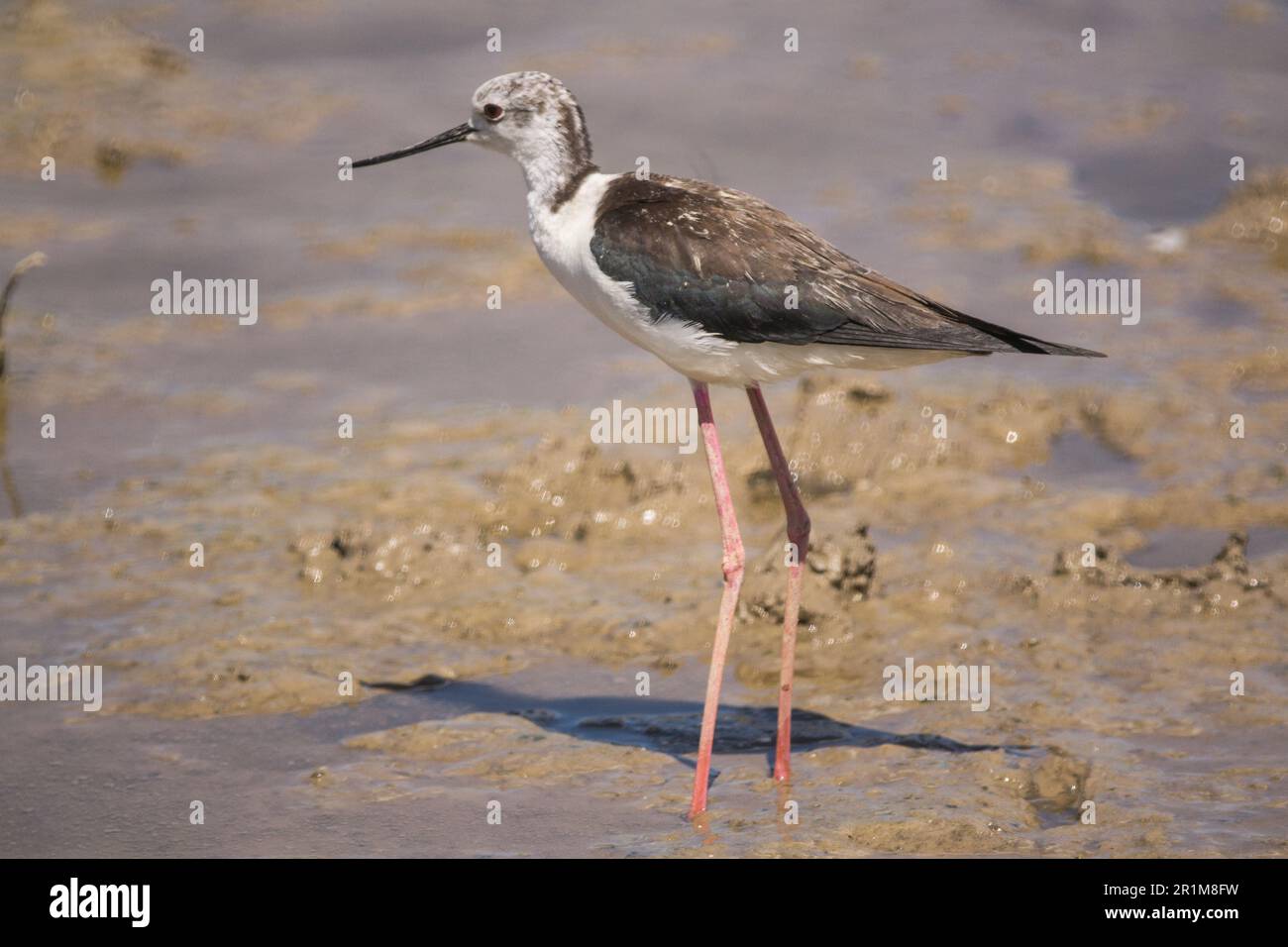 Cicogna nel delta del fiume Llobregat, riserva naturale vicino a Barcellona, Catalogna, Spagna. Foto Stock