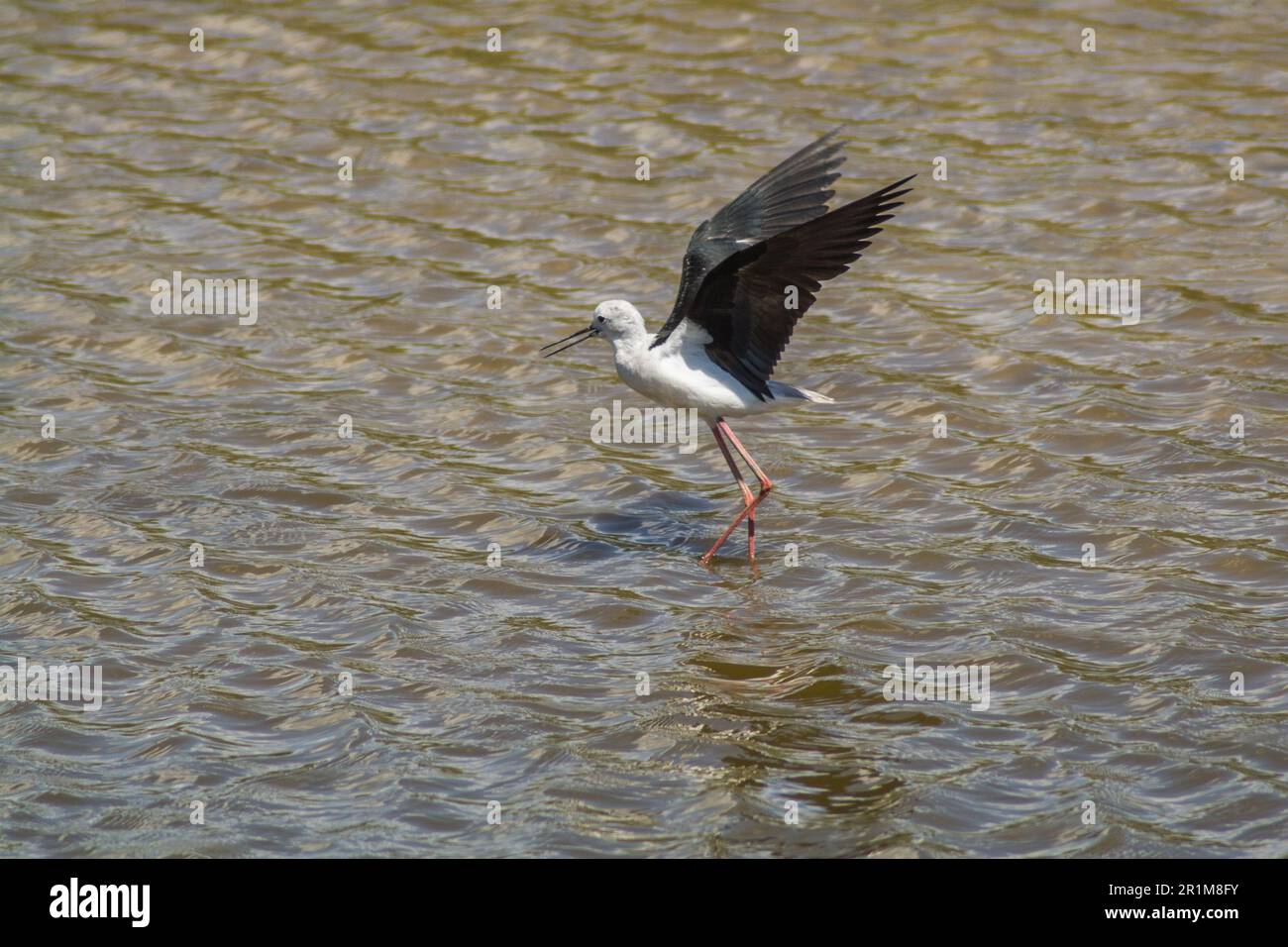 Cicogna nel delta del fiume Llobregat, riserva naturale vicino a Barcellona, Catalogna, Spagna. Foto Stock