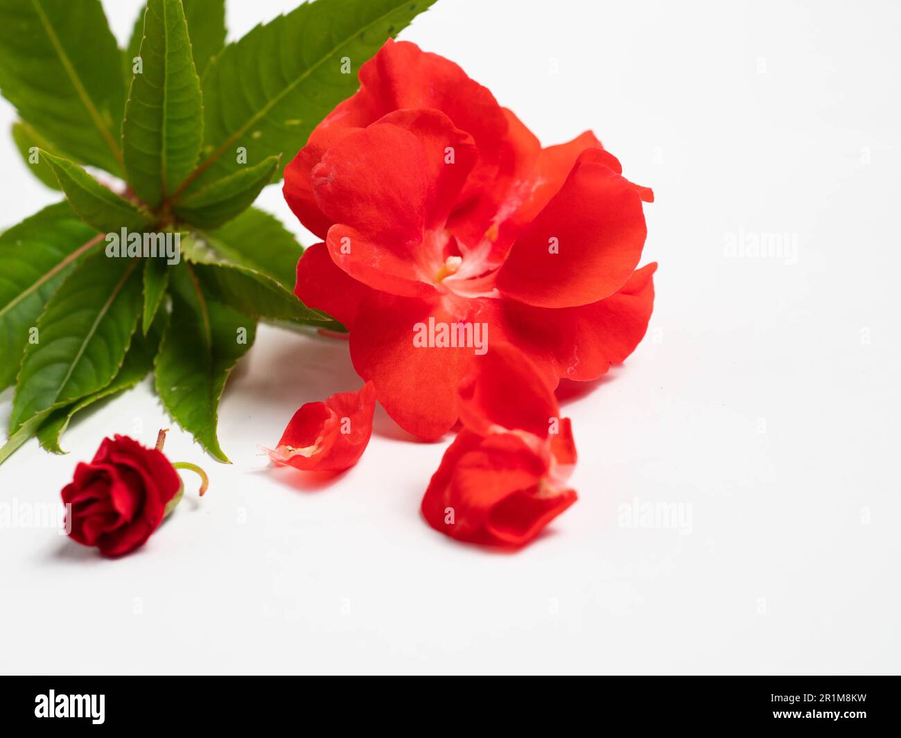 Impatiens balsamina, comunemente noto come balsamo, balsamo da giardino, balsamo di rosa, touch-me-not o snapweed macchiato, è una specie di pianta originaria dell'India e. Foto Stock