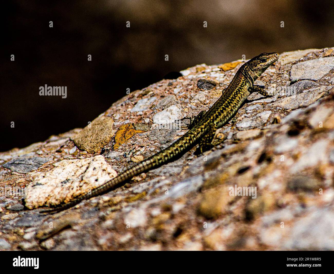Lizard a coda lunga dei Pirenei che prende il sole su una roccia Foto Stock