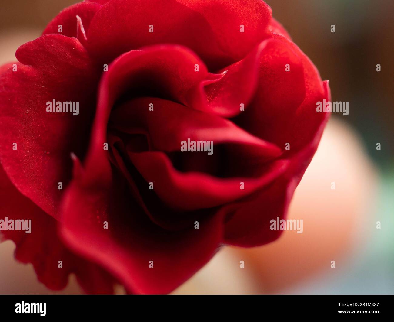 Impatiens balsamina, comunemente noto come balsamo, balsamo da giardino, balsamo di rosa, touch-me-not o snapweed macchiato, è una specie di pianta originaria dell'India e. Foto Stock