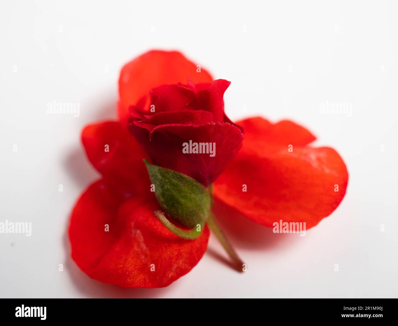 Impatiens balsamina, comunemente noto come balsamo, balsamo da giardino, balsamo di rosa, touch-me-not o snapweed macchiato, è una specie di pianta originaria dell'India e. Foto Stock