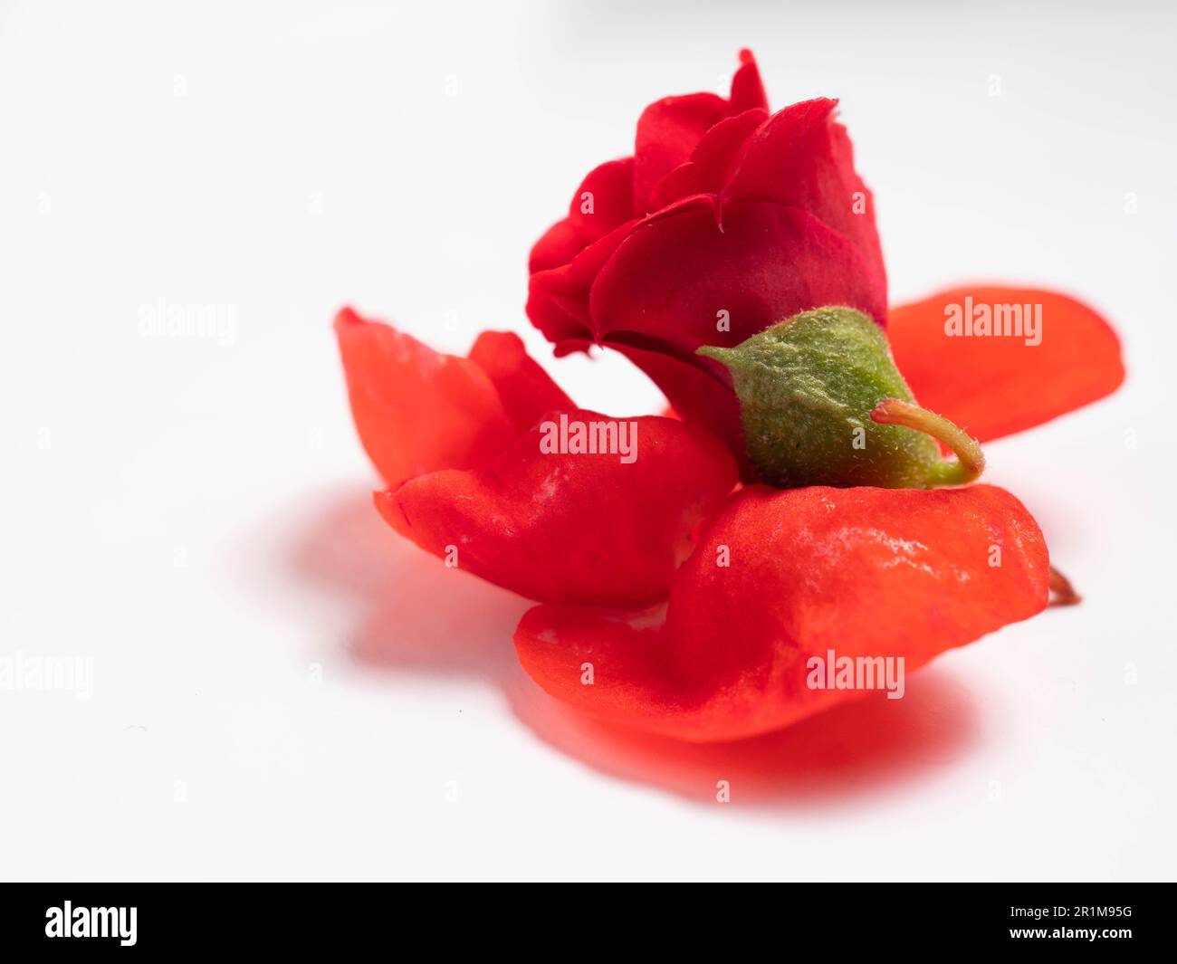 Impatiens balsamina, comunemente noto come balsamo, balsamo da giardino, balsamo di rosa, touch-me-not o snapweed macchiato, è una specie di pianta originaria dell'India e. Foto Stock