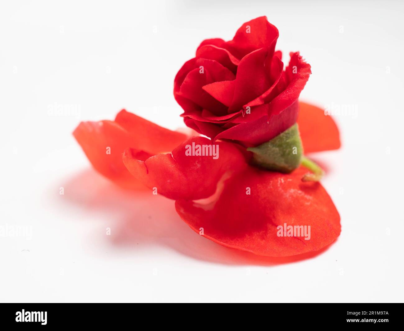 Impatiens balsamina, comunemente noto come balsamo, balsamo da giardino, balsamo di rosa, touch-me-not o snapweed macchiato, è una specie di pianta originaria dell'India e. Foto Stock