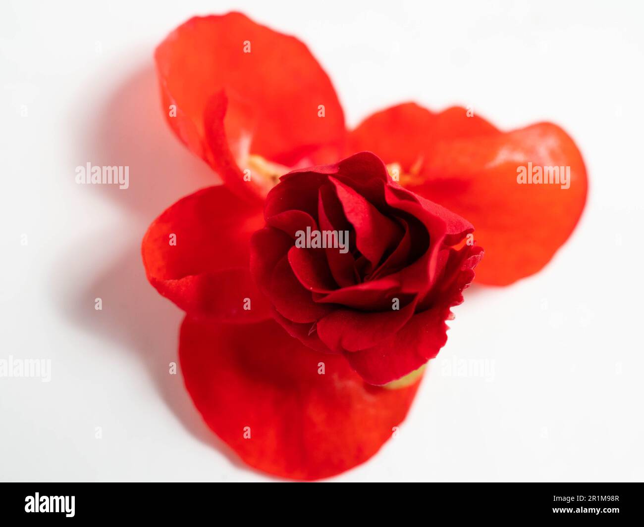 Impatiens balsamina, comunemente noto come balsamo, balsamo da giardino, balsamo di rosa, touch-me-not o snapweed macchiato, è una specie di pianta originaria dell'India e. Foto Stock