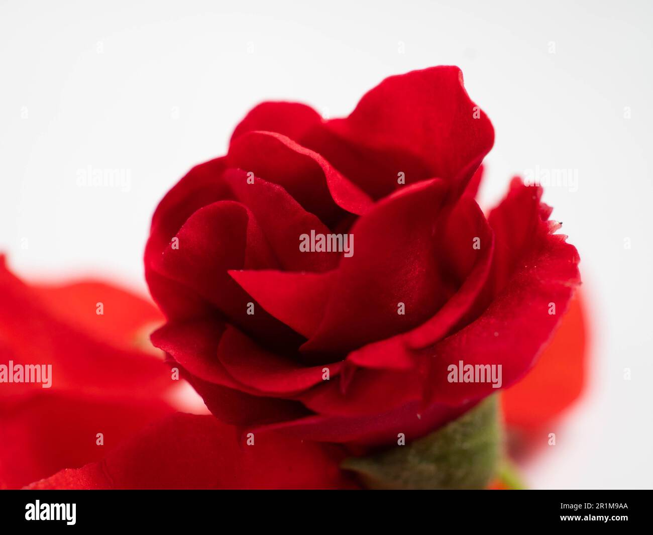 Impatiens balsamina, comunemente noto come balsamo, balsamo da giardino, balsamo di rosa, touch-me-not o snapweed macchiato, è una specie di pianta originaria dell'India e. Foto Stock