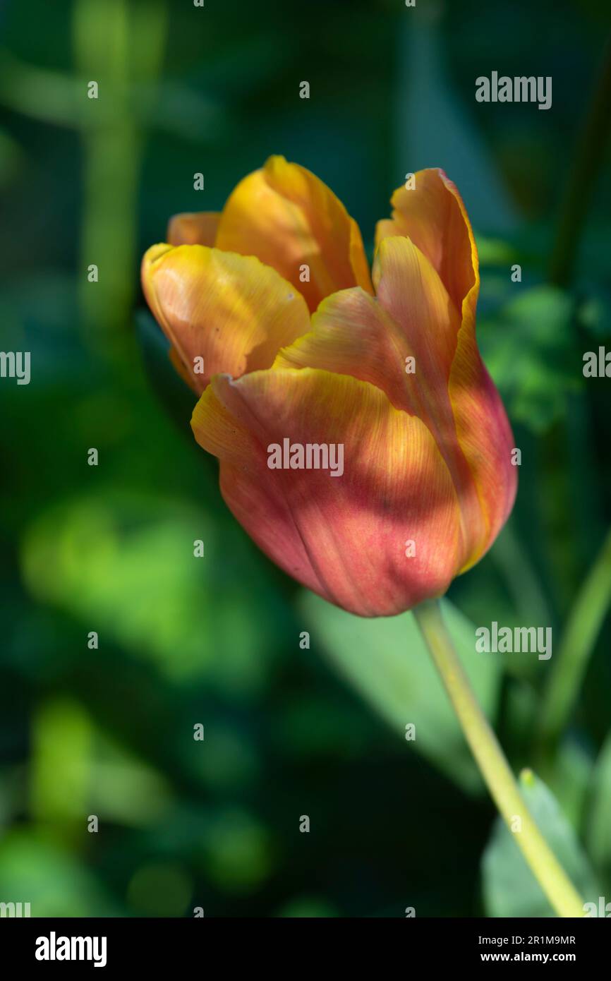 Fiori rossi arancioni di Tulip Jimmy in fiore in un giardino nel mese di maggio, Inghilterra, Regno Unito Foto Stock