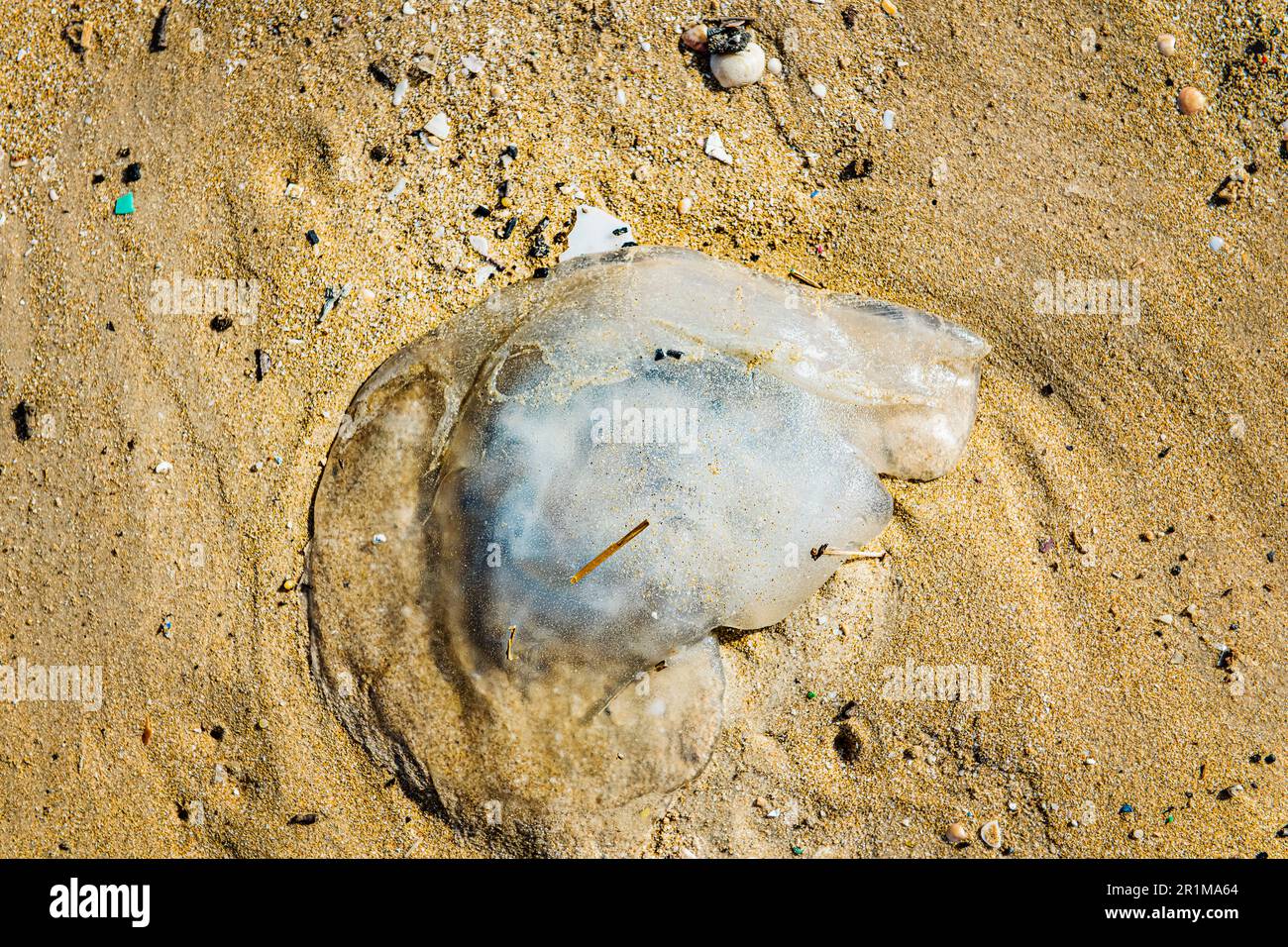 Medusa maroonata sulla spiaggia di Israele Foto Stock