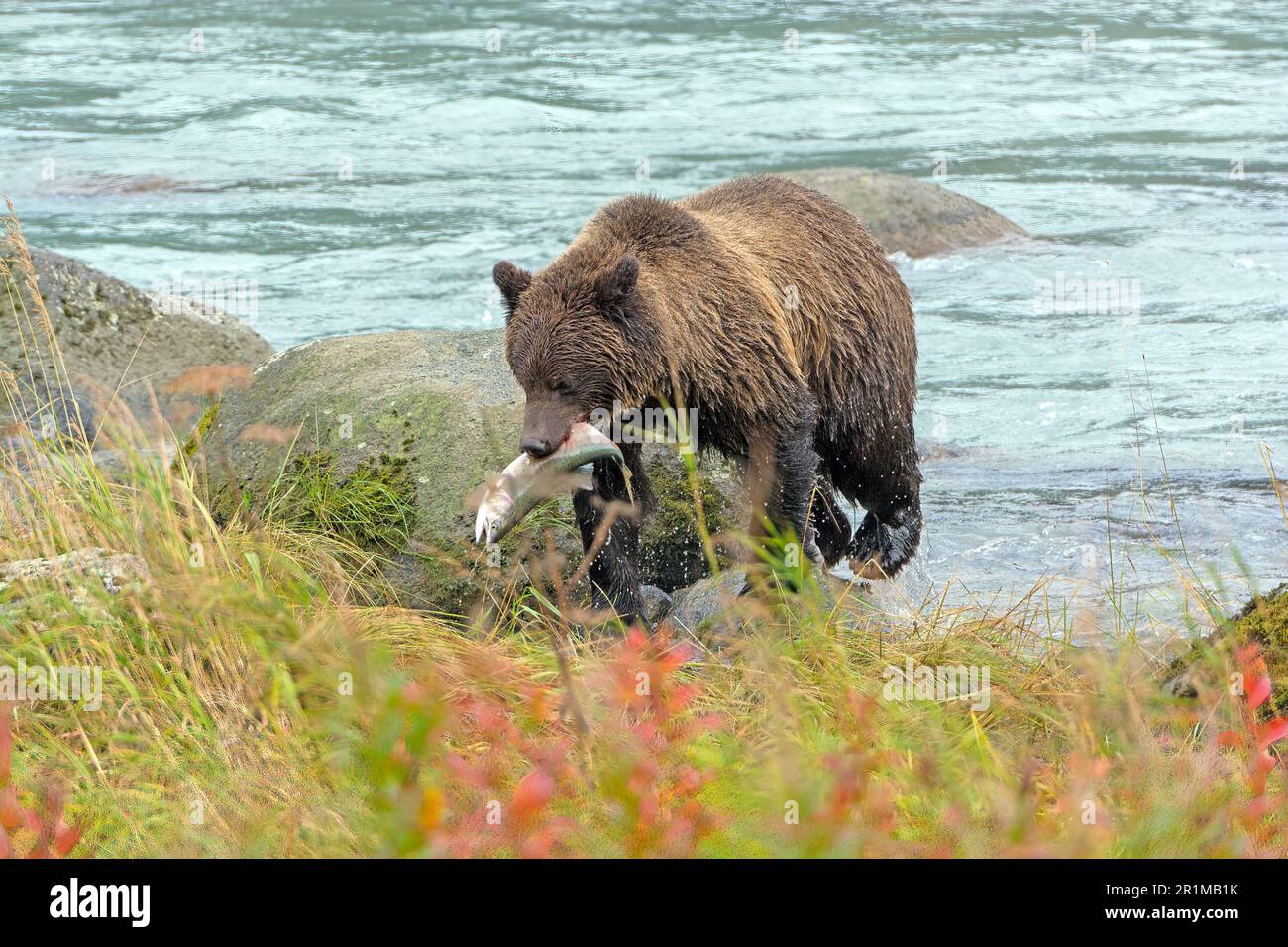 Orso bruno con un salmone in bocca vicino Haines, Alaska Foto Stock