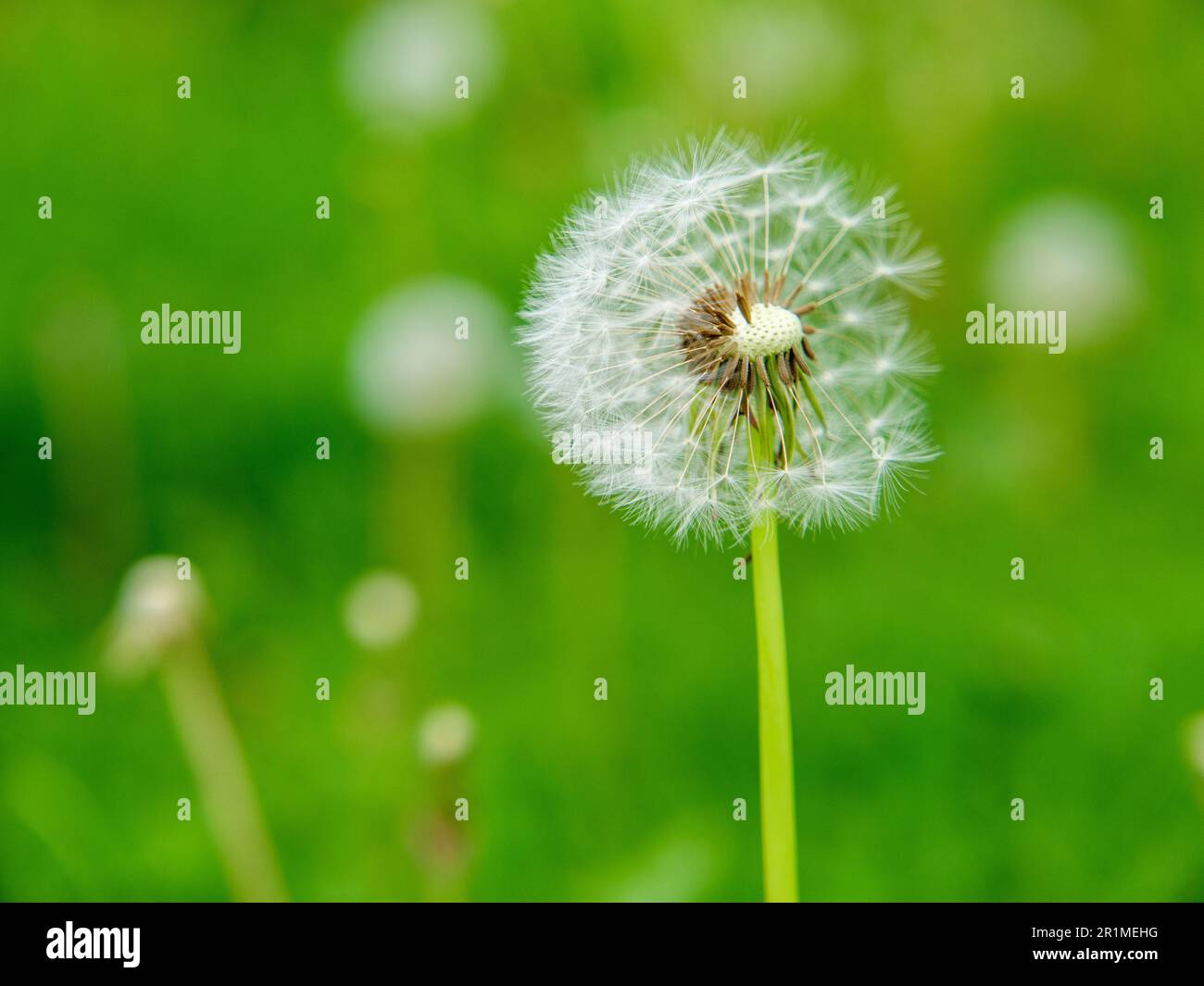 Dente di leone teste di semi su prato urbano nel mese di maggio. No falciatura maggio è uno sforzo per aiutare gli insetti impollinatori benefici astenendosi dal taglio del prato durante il mese di maggio. Foto Stock